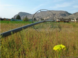 Corn maze and school at Tranquille