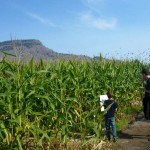 Clues in the corn maze Tranquille Farm Fresh