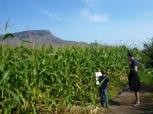 Clues in the corn maze Tranquille Farm Fresh
