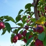 Crabapples at Tranquille Farm Fresh Kamloops