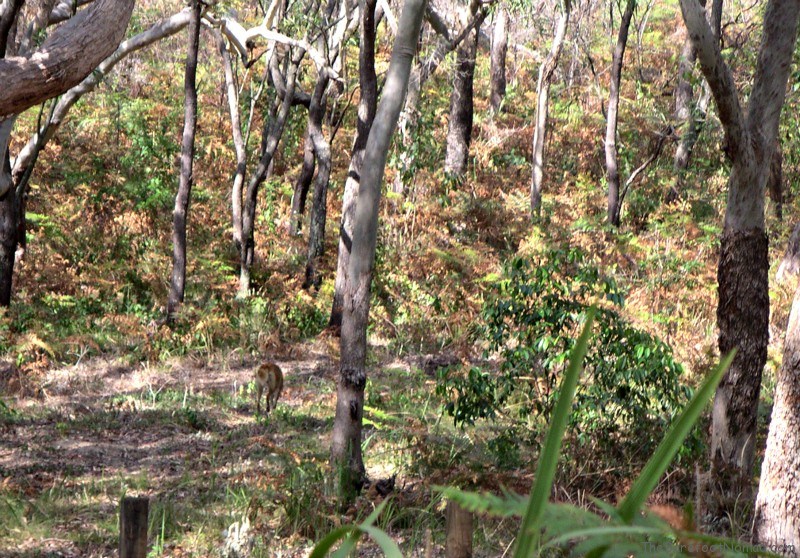 Dingo in the rainforest of Fraser Island Dingo in the rainforest of Fraser Island Australia