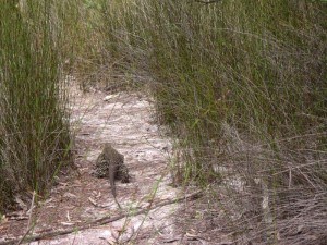 Goanna Monitor lizard Fraser Island Australia