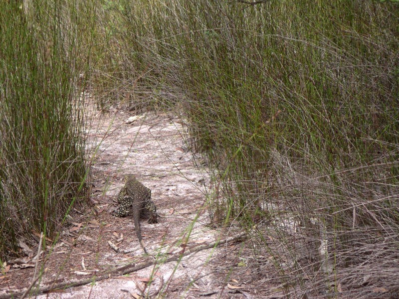 Goanna Monitor lizard Fraser Island Australia Goanna Monitor lizard Fraser Island Australia