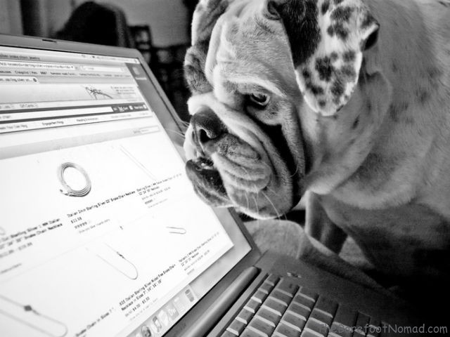 Online shopping dog Black Friday