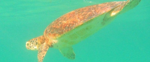 Akumal Mexico Turtle Diving