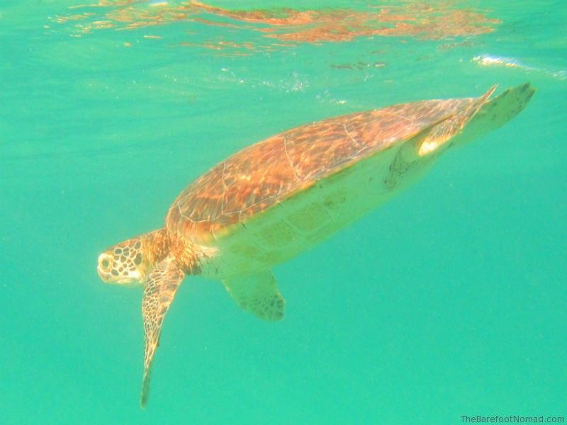 Akumal Mexico Turtle Diving