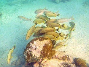 Fish at Akumal Mexico