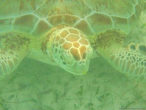Green Sea Turtle Eating Sea Grass Akumal Mexico Mayan Riviera