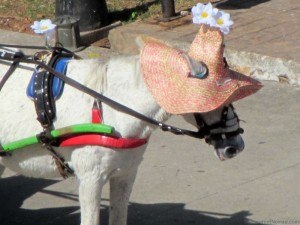 Calesa Izamel horse in a flowered hat