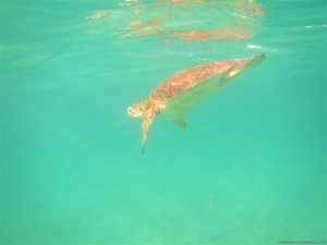 Canon D20 Powershot Sample Photo Turtle Underwater