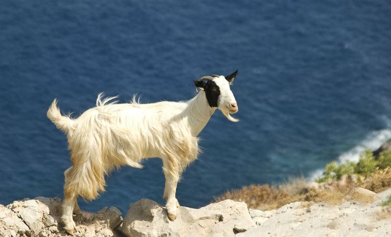 Wildlife on Crete