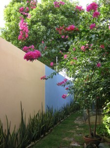 Merida back yard