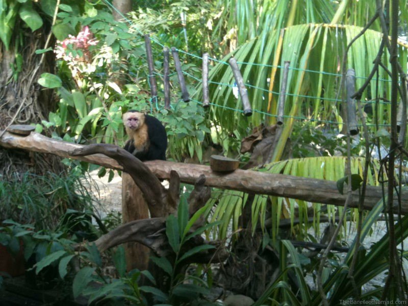 Montezuma Monkey at Cafe Montezuma Monkey at Cafe