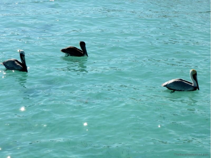 Pelicans in Puerto Morales Mexico Pelicans in Puerto Morales Mexico