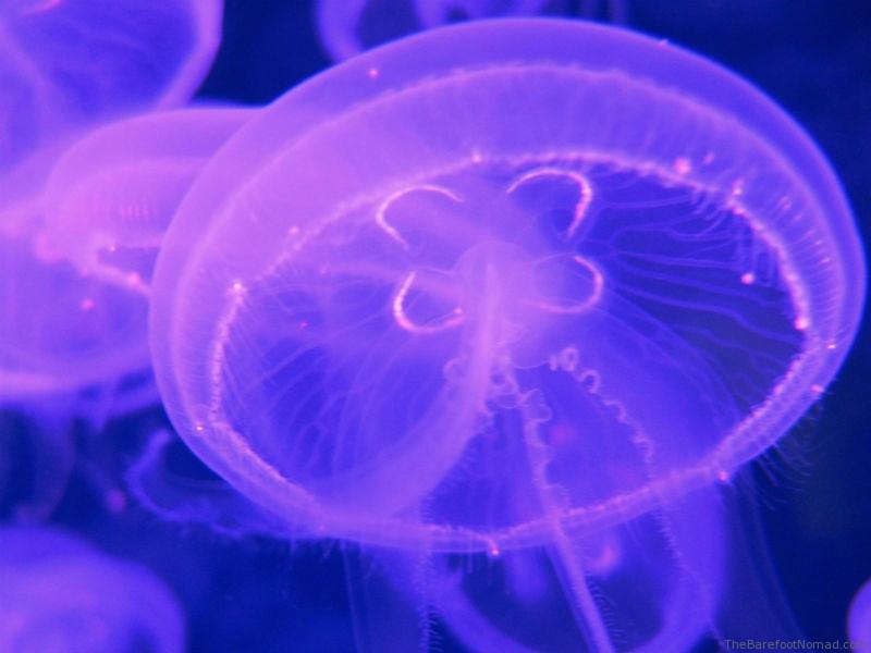 Xcaret Jellyfish