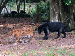 Xcaret Pacing Jaguars