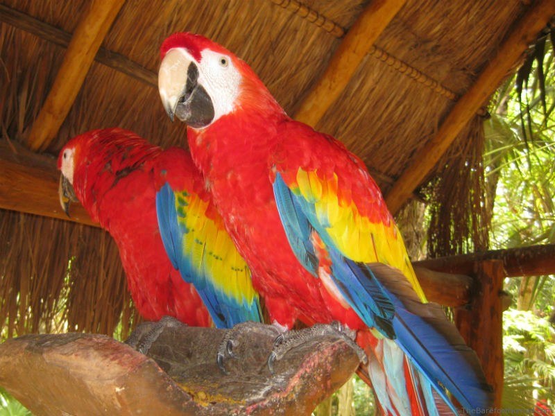 Xcaret Scaret Macaws