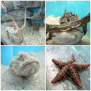 Aquarium at the Turtle Farm