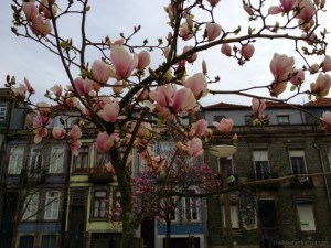 Blossoms on the streets of Porto Portugal