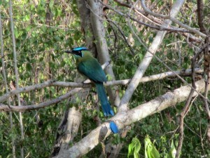 Bird Dzibilchaltun