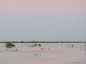 Flamingos at Laguna Rosada in Mexico