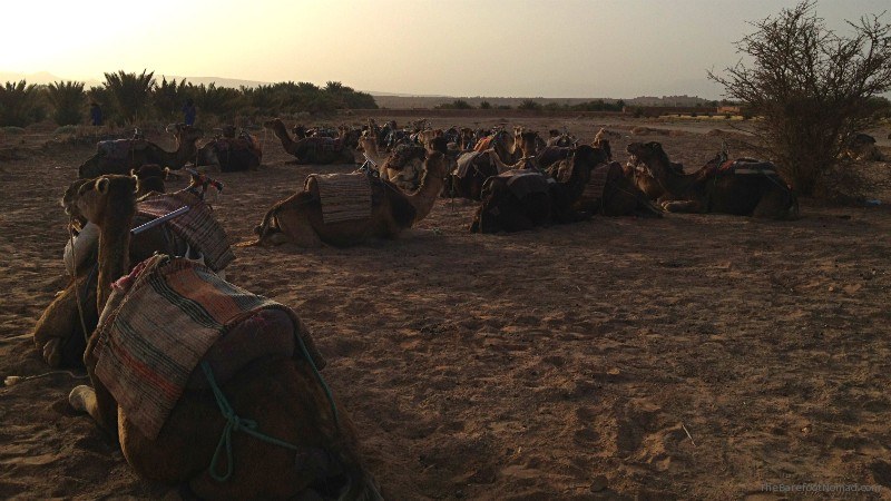 Aparcamiento de camellos Marruecos