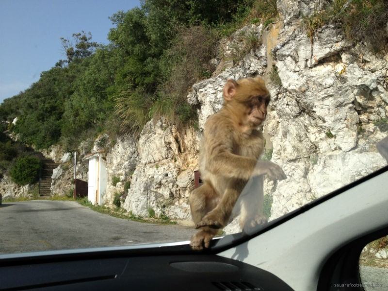 Gibraltar Macaque Waiting to Get Into The Car