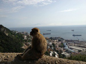 Macaque Checking Out The Views in Gibraltar