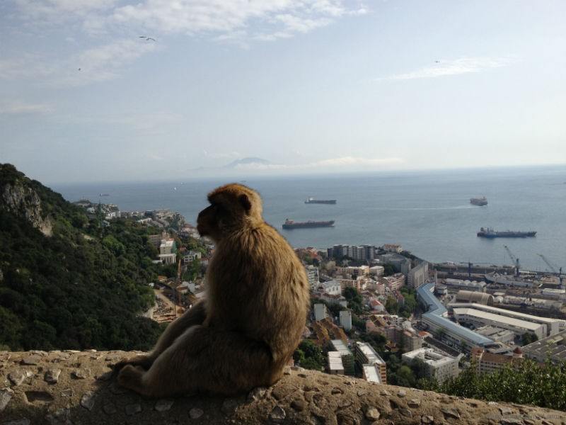 Macaque Checking Out The Views in Gibraltar