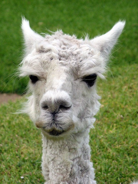 Cute alpaca Peru