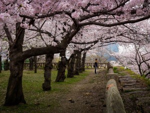 Cherry Blossoms at Osaka Castle Park by Loft Travel