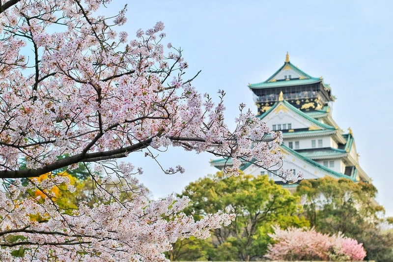 cherry blossoms in front of Osaka Castle Park Japan