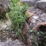 Roman plumbing at the Western Excavations Kos Greece