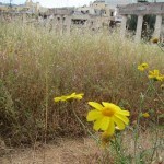 Tall grass at Kos' Western Excavations Greece