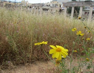 Tall grass at Kos' Western Excavations Greece