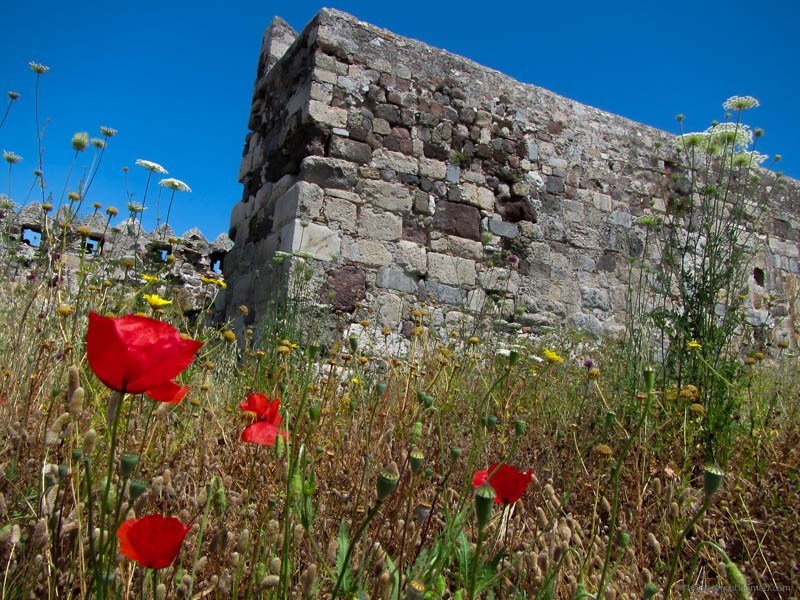 Wild Poppies at Kos Castle Greece