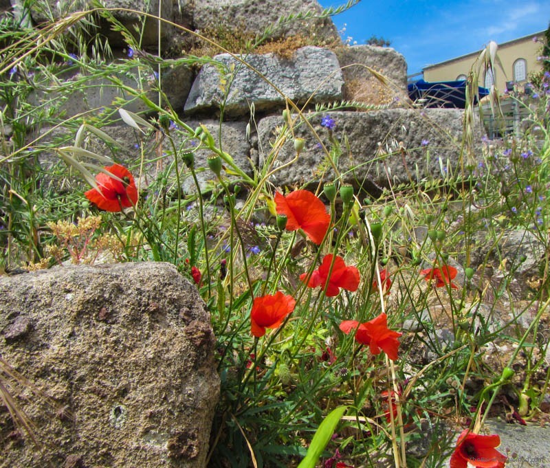 Wildflowers among the Agora ruins in Kos Greece