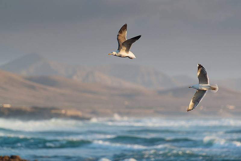 Fuerteventura by André P. Meyer-Vitali cc