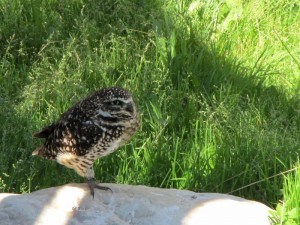 Burrowing Owl Moose Jaw