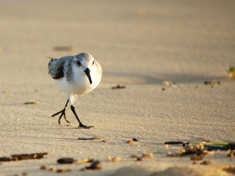 Sanderling Dunas de Corralejo Fuerteventura by Frank.Vassen