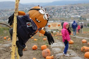 Pumpkin Minion at Davison Orchards Kelowna