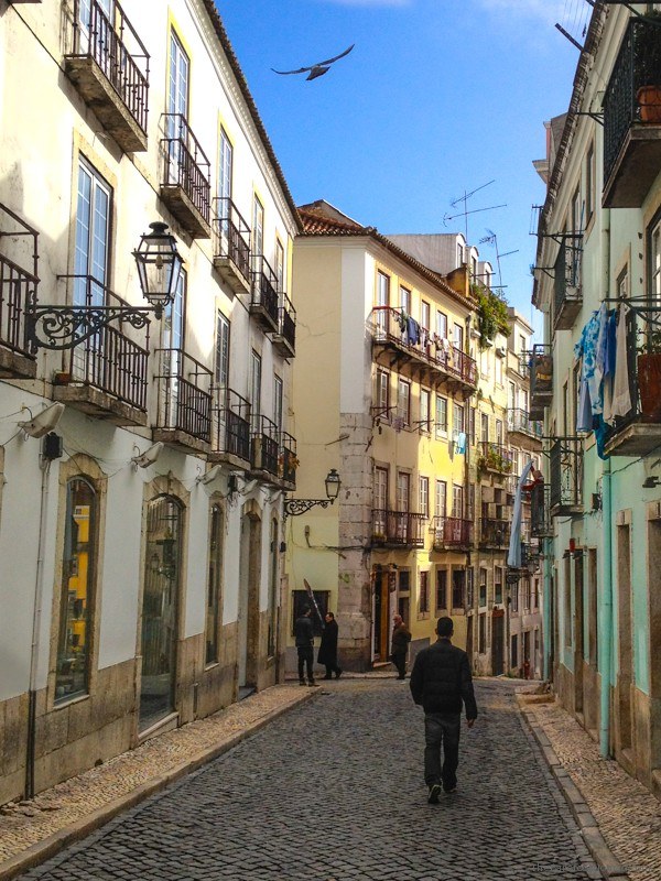 Bird Soaring above the cobblestone streets of Lisbon