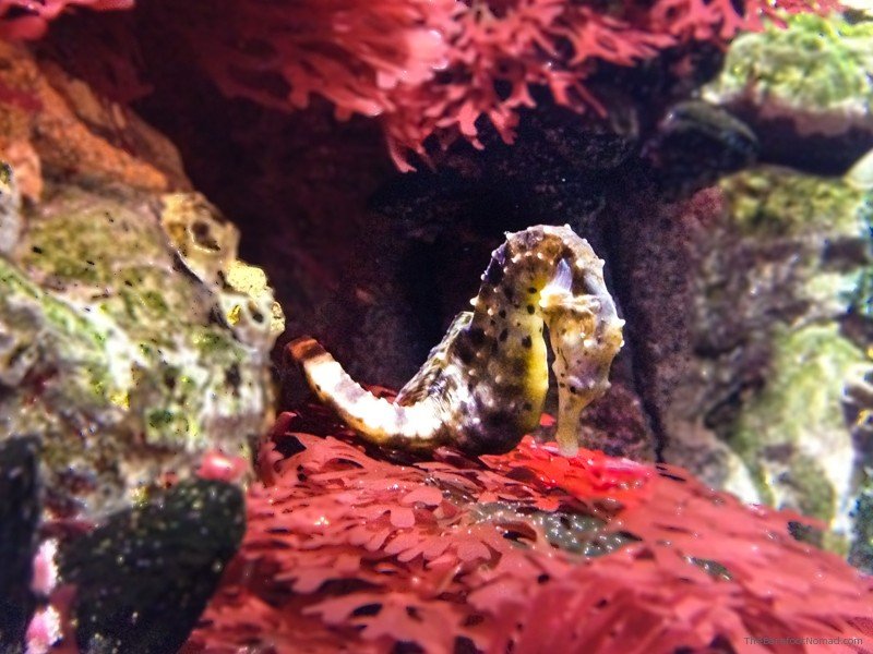 Lisbon Oceanarium Seahorse