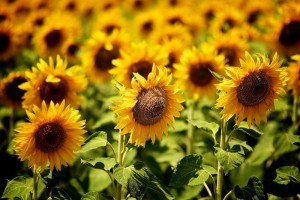Sunflowers in Bulgaria by Yovko Lambrev on Flickr