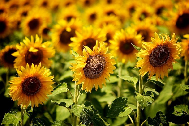 Sunflowers in Bulgaria by Yovko Lambrev on Flickr