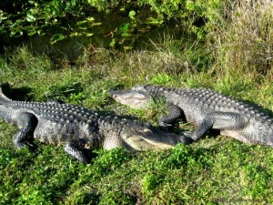 Alligators Lounging in the Everglades