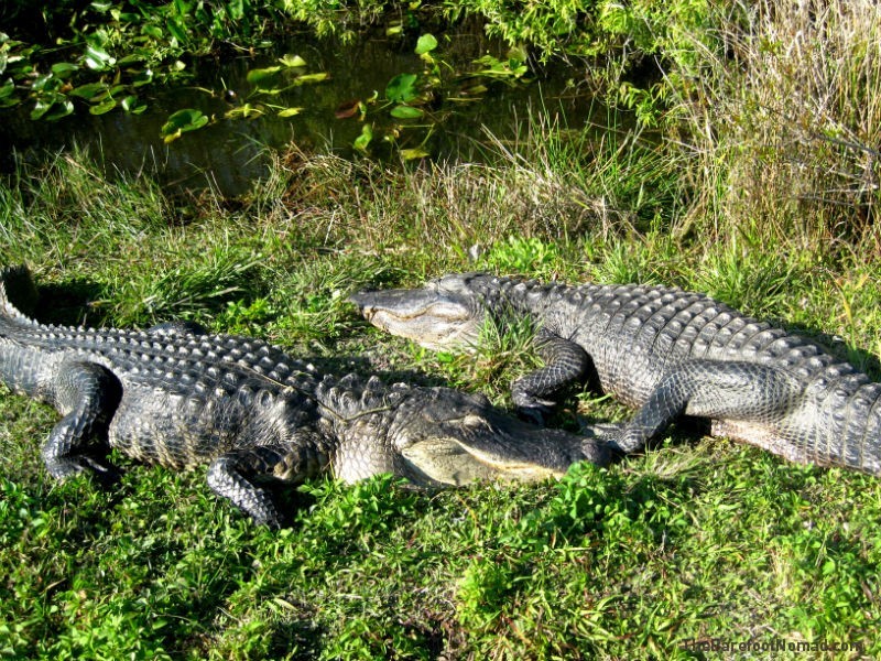 Alligators Lounging in the Everglades