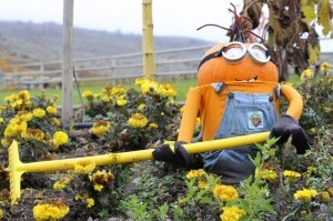 Minion in the pumpkin patch