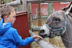 Boy feeding a little donkey at the petting zoo Canon EOS Rebel SL1