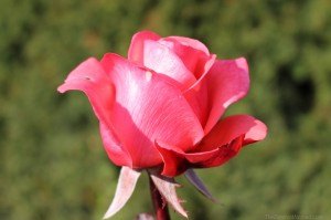 Pink rose in the sunlight Mission Hill winery Canon Rebel SL1